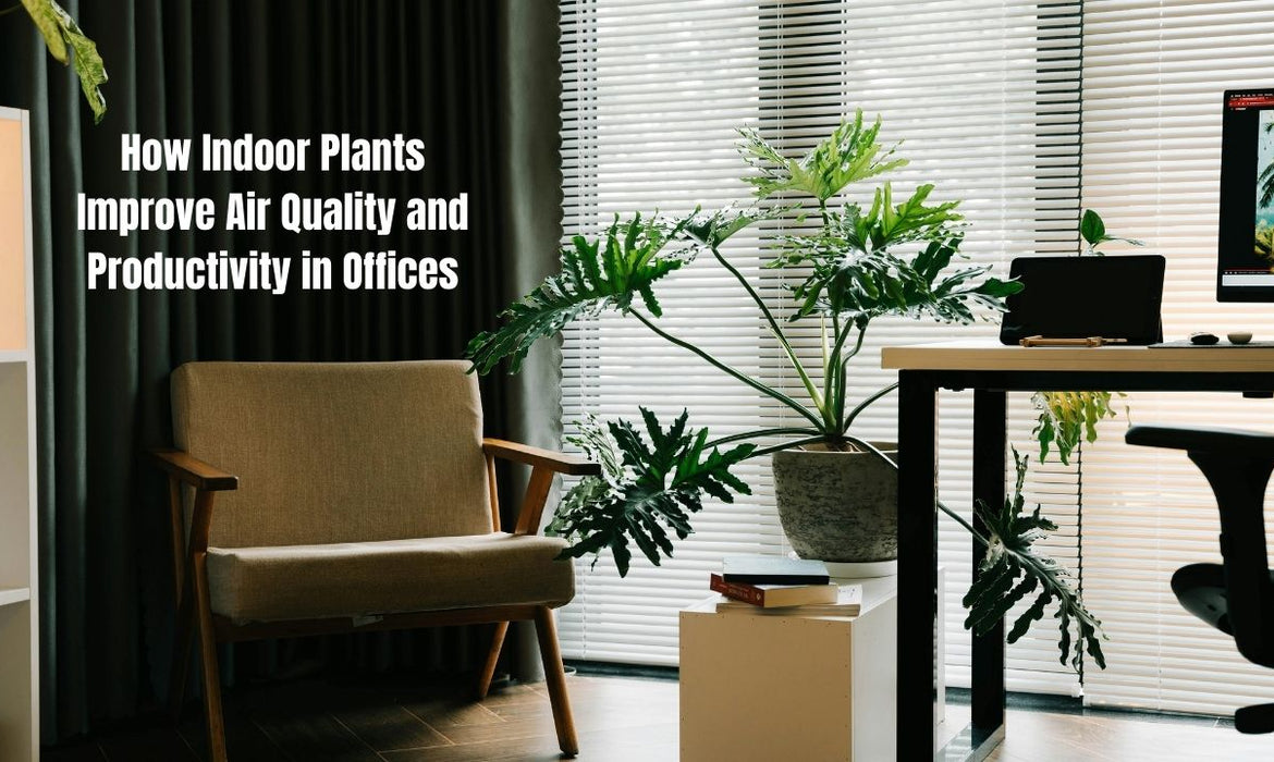 How Indoor Plants Improve Air Quality and Productivity in Offices?