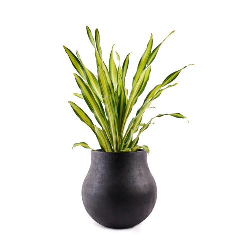 Zuri Round FRP Floor Planter