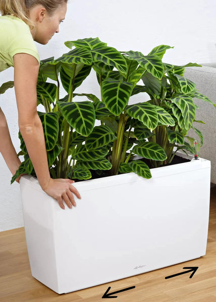 cararo self watering planter Lechuza Cararo White Self-Watering Planter – Green Carpet