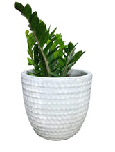 Ceramic White Waved  Pot