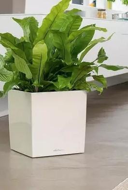 Lechuza Cube 50 White Premium Self-Watering Planter