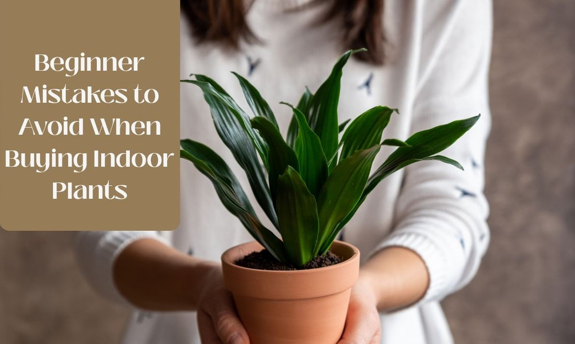 Beginner Mistakes to Avoid When Buying Indoor Plants