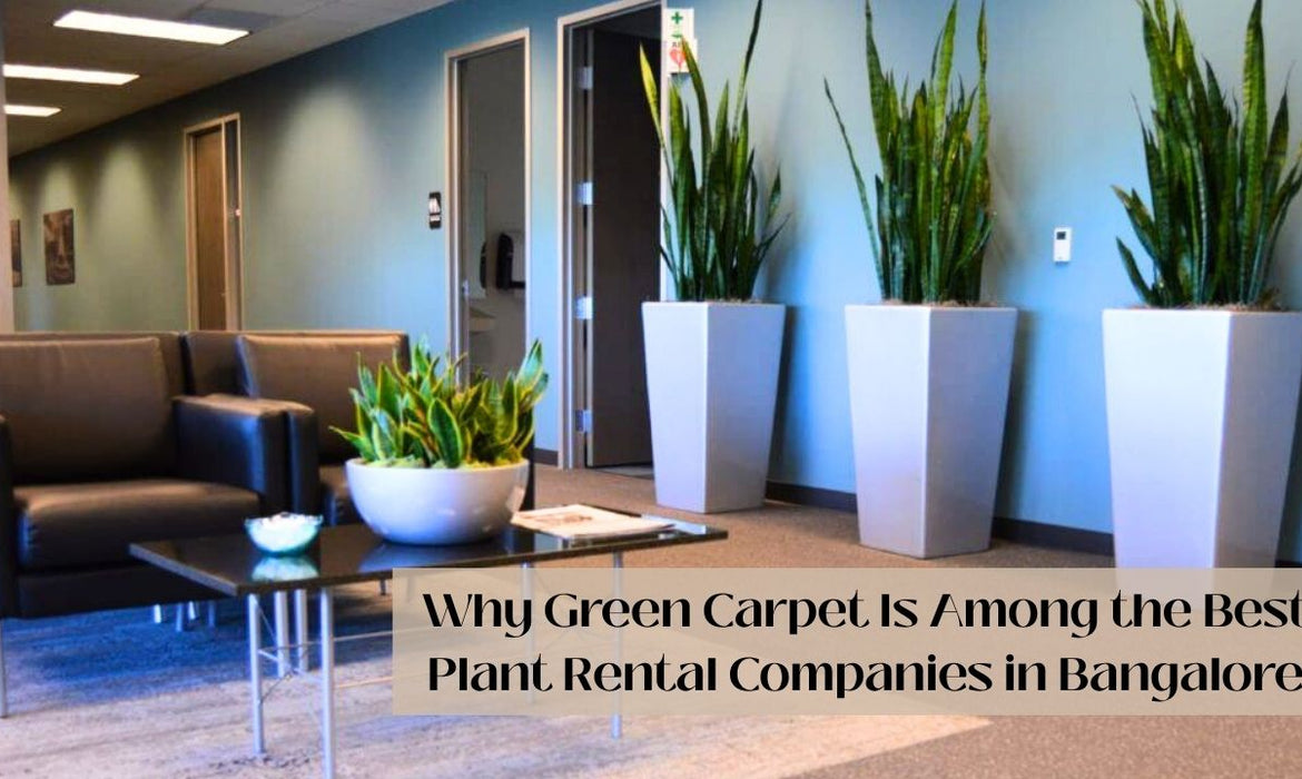Why Green Carpet Is Among the Best Plant Rental Companies in Bangalore