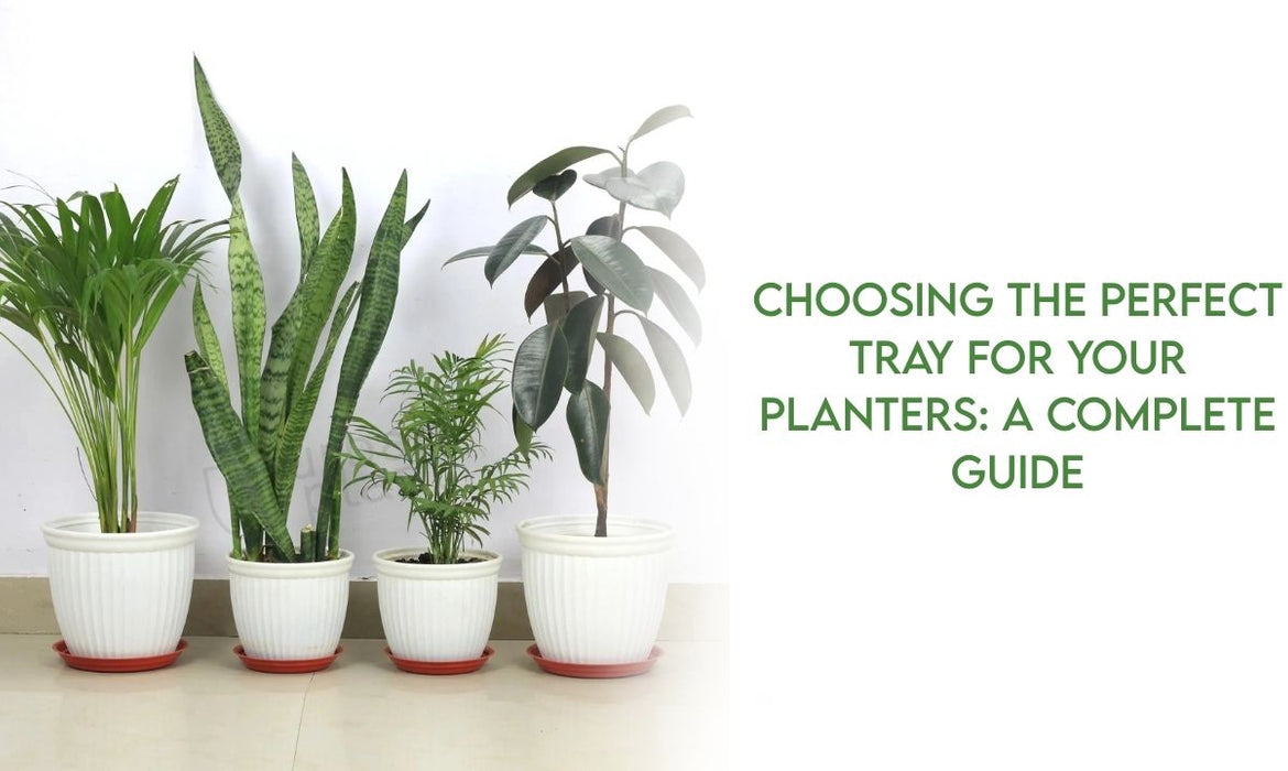 Choosing the Perfect Tray for Your Planters: A Complete Guide