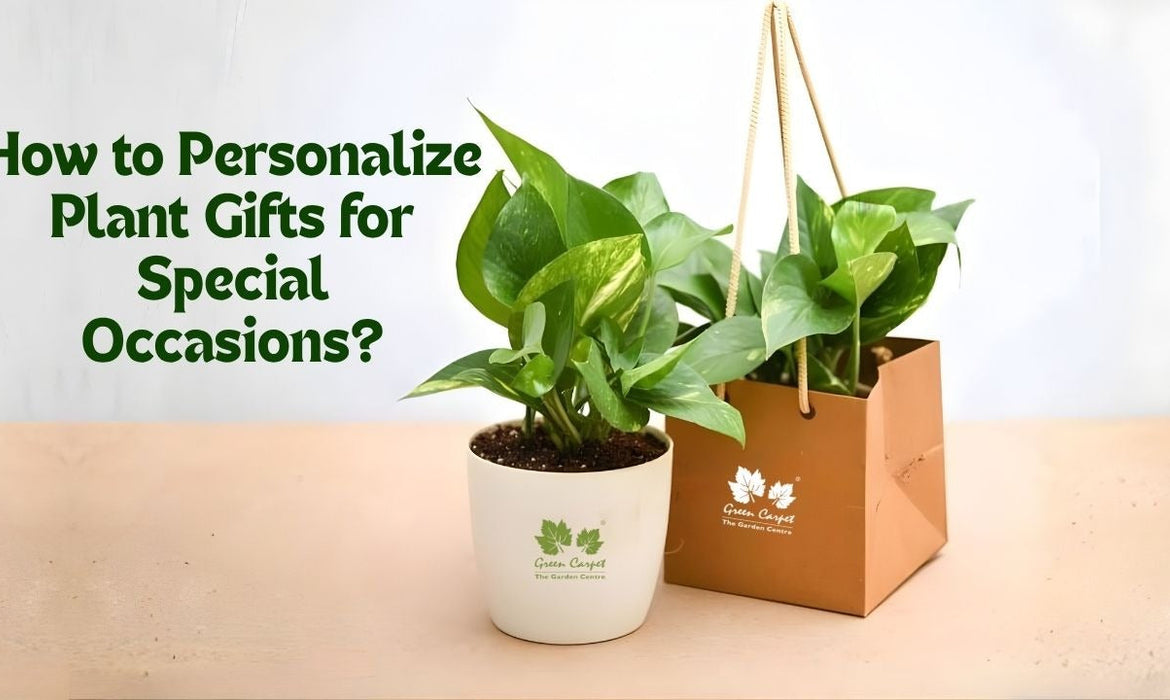 How to Personalize Plant Gifts for Special Occasions?