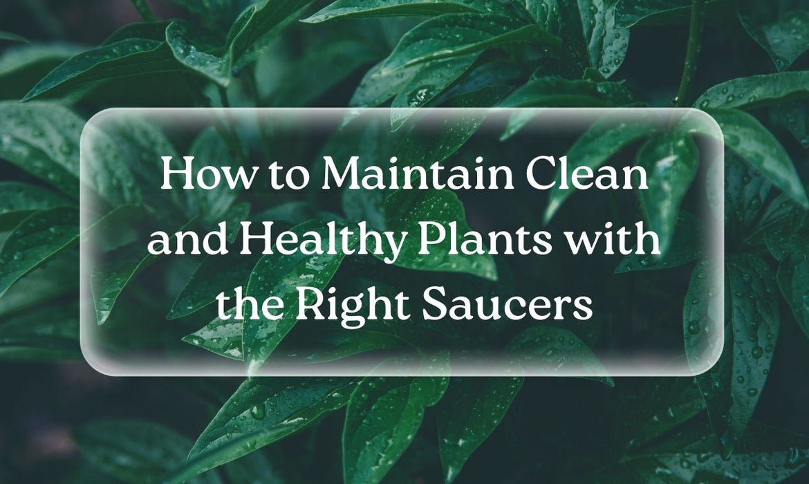How to Maintain Clean and Healthy Plants with the Right Saucers