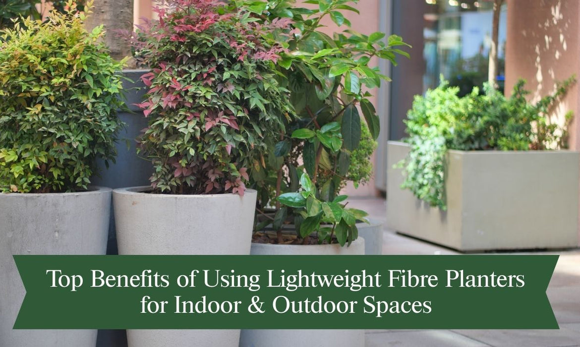 Top Benefits of Using Lightweight Fibre Planters for Indoor & Outdoor Spaces