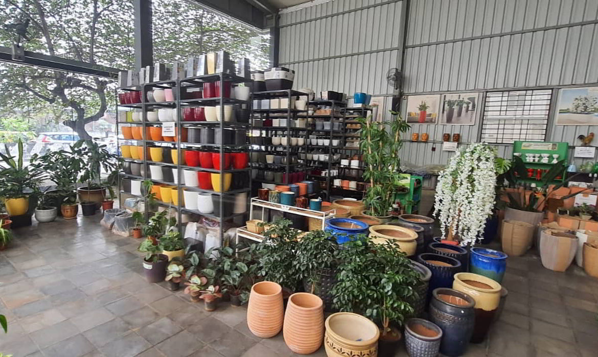 Explore Green Carpet's Plant Nursery In Bangalore