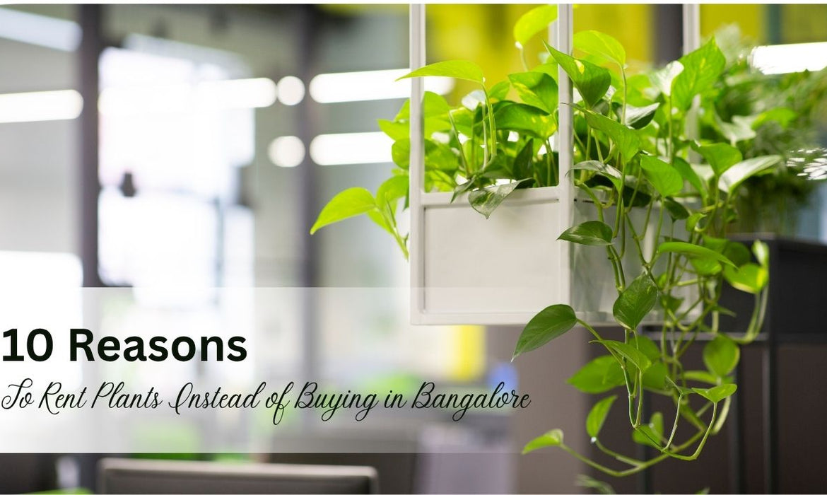 10 Reasons to Rent Plants Instead of Buying in Bangalore