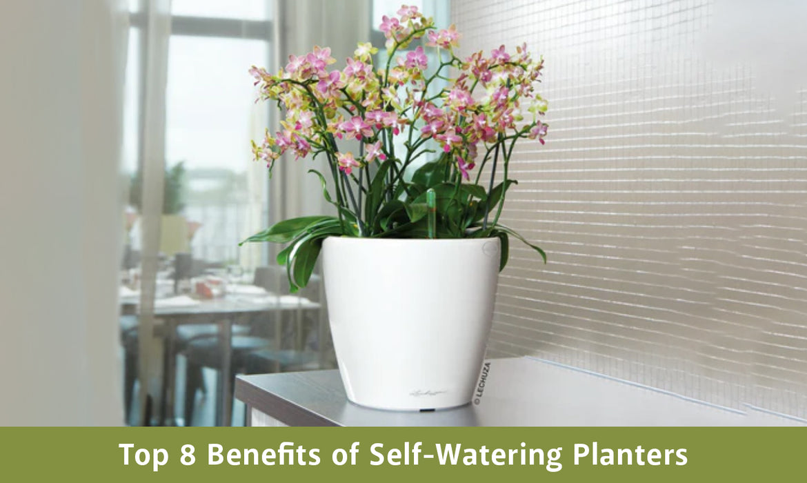 Top 8 Benefits of Self-Watering Planters