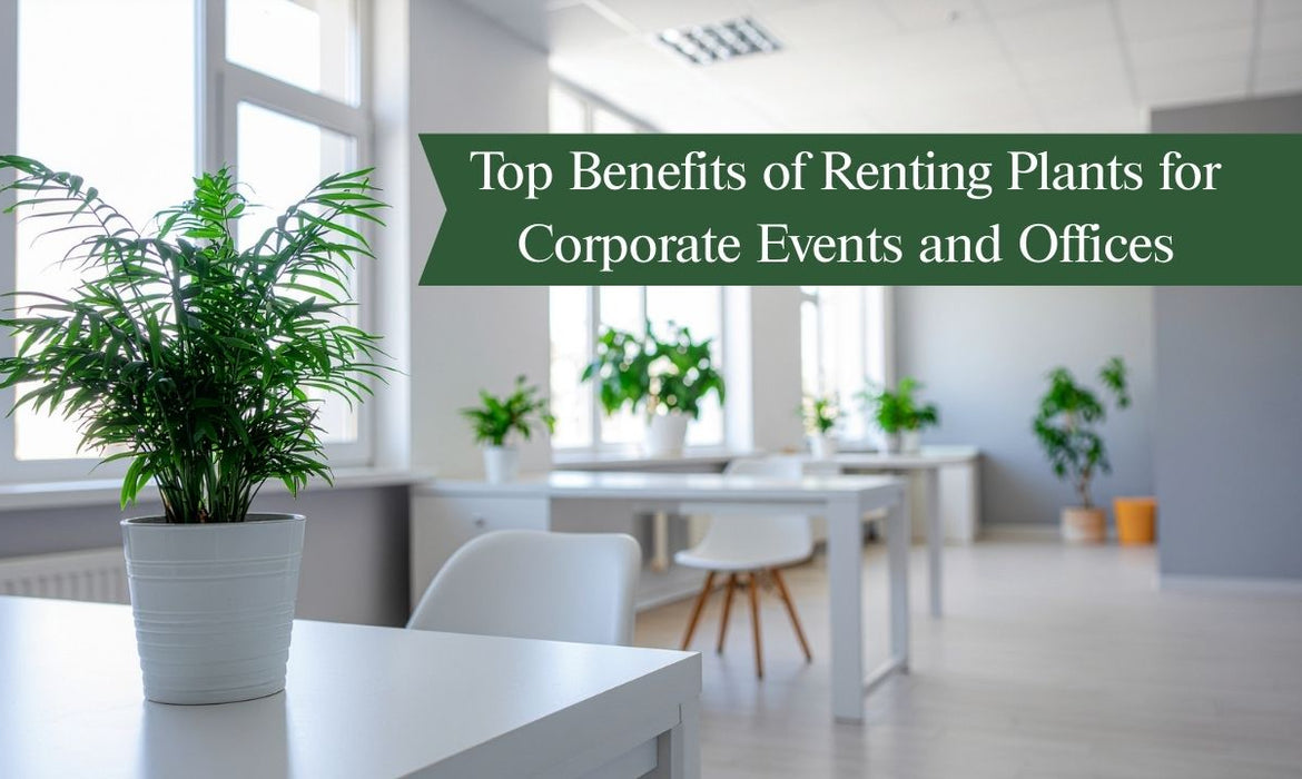 Top Benefits of Renting Plants for Corporate Events and Offices