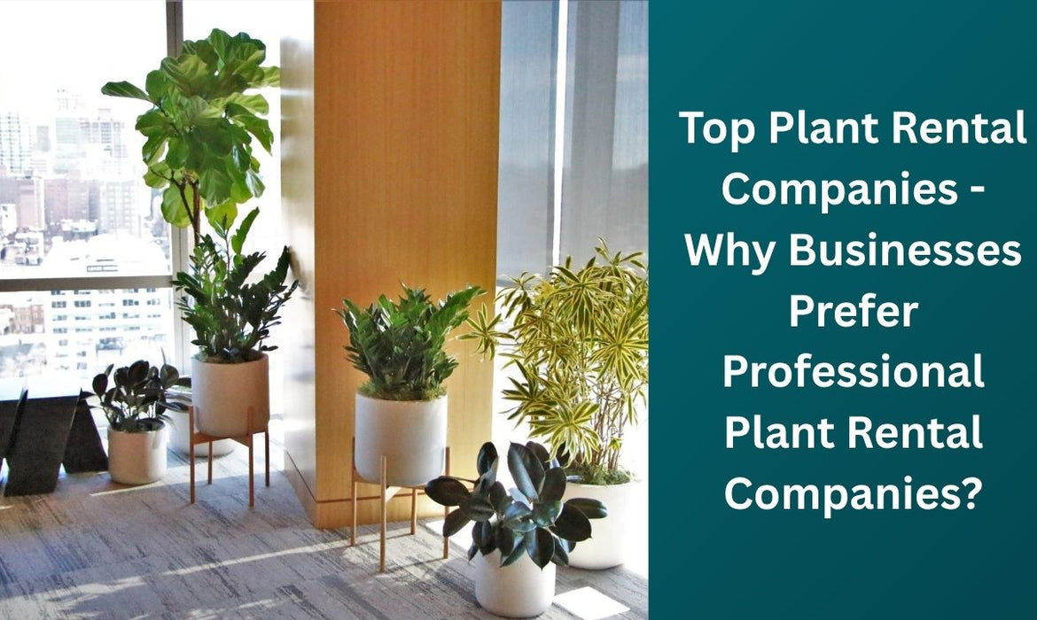 Top Plant Rental Companies - Why Businesses Prefer Professional Plant Rental Companies?