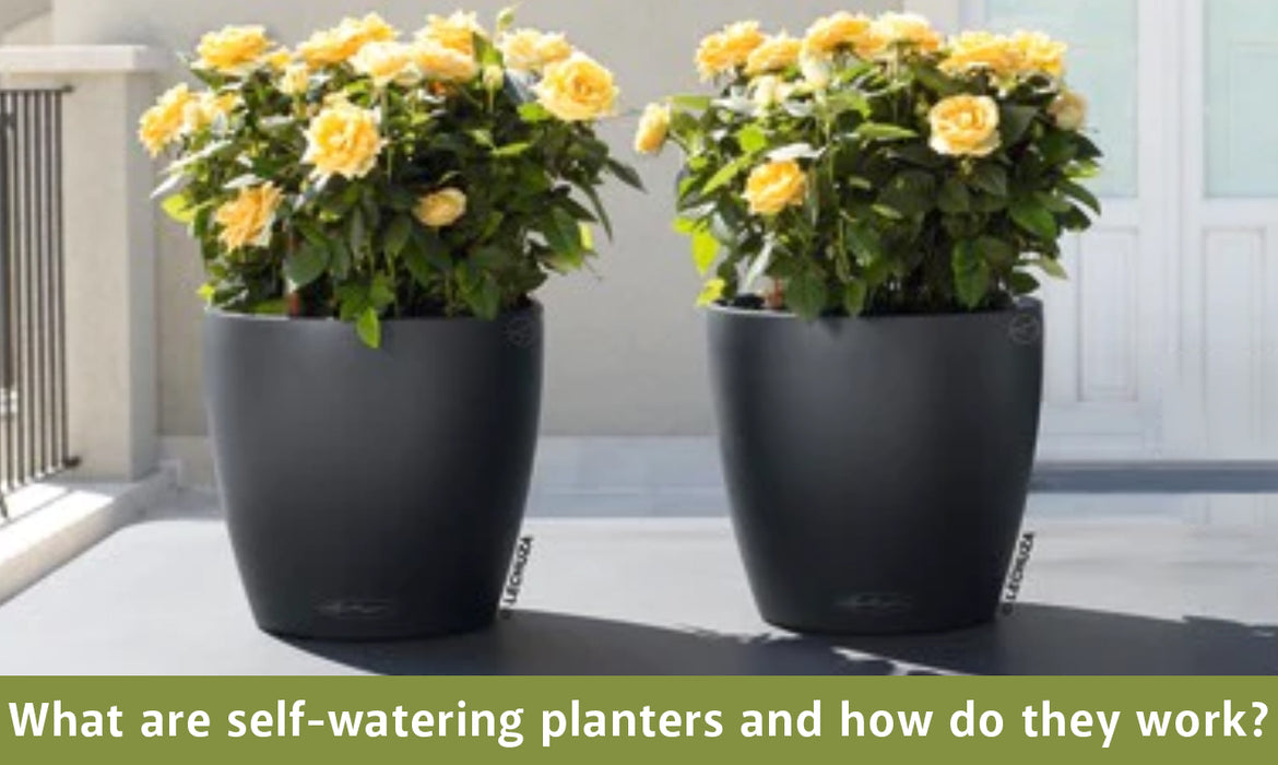 What are self watering planters and how do they work?