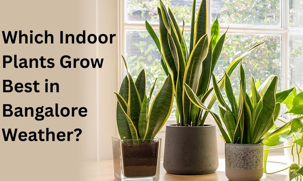 Which Indoor Plants Grow Best in Bangalore Weather?