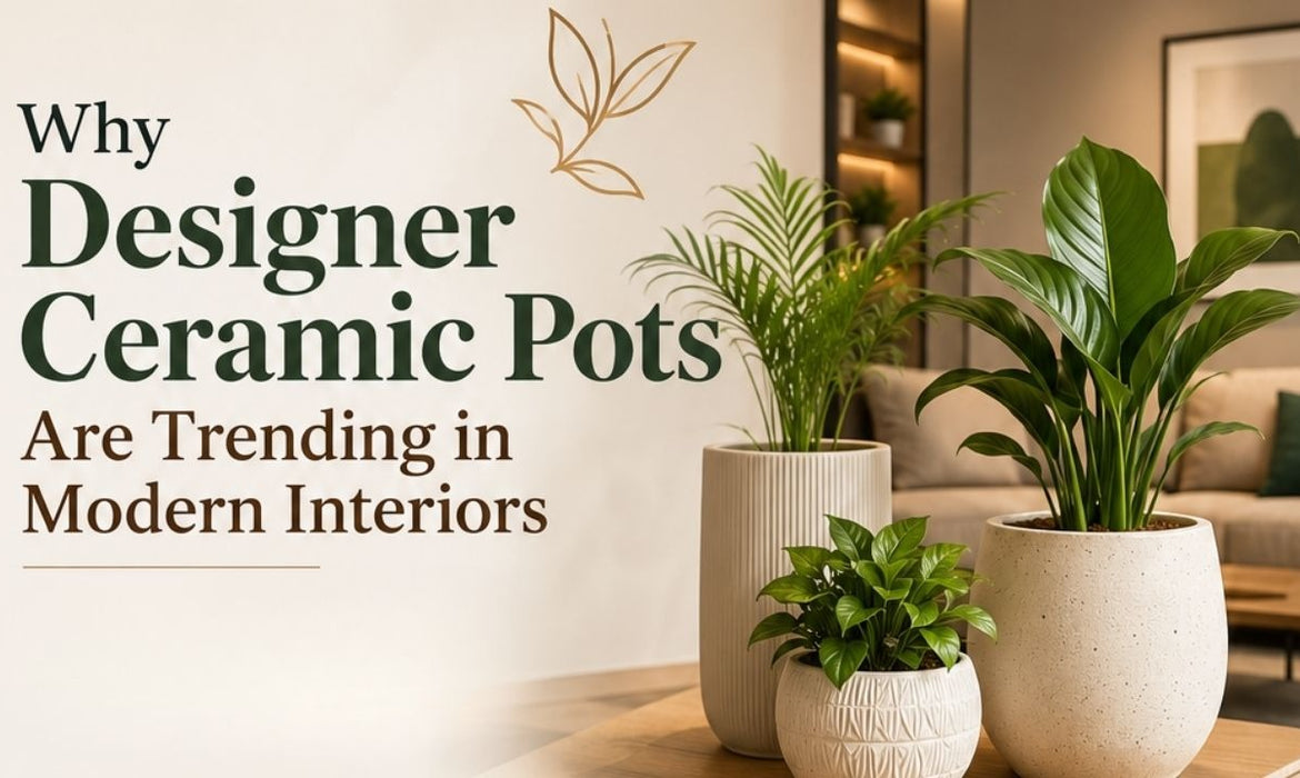 Why Designer Ceramic Pots Are Trending in Modern Interiors