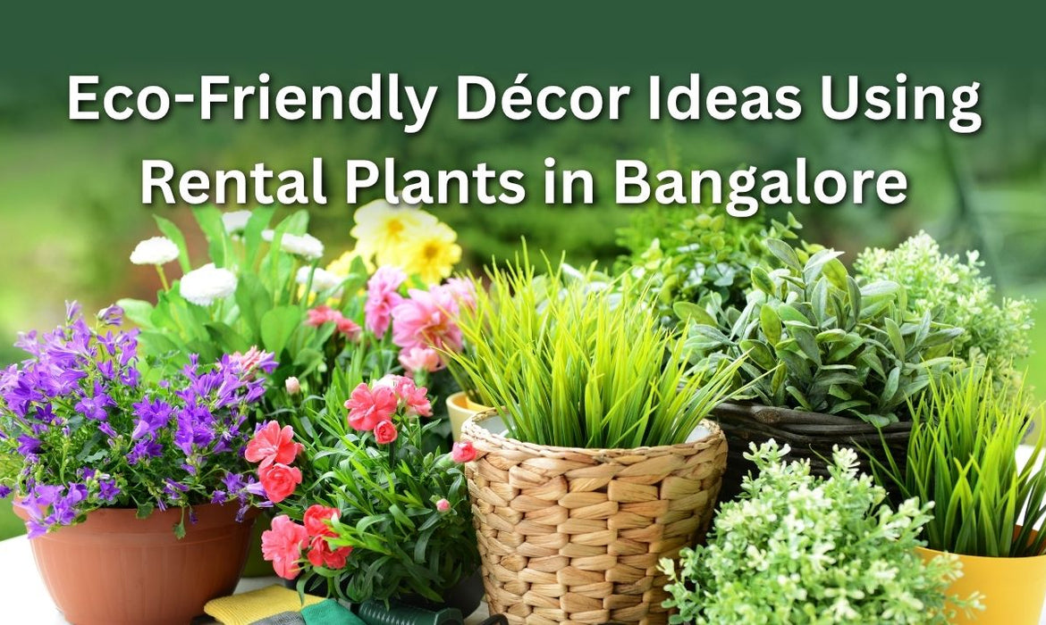 Eco-Friendly Décor Ideas Using Rental Plants in Bangalore