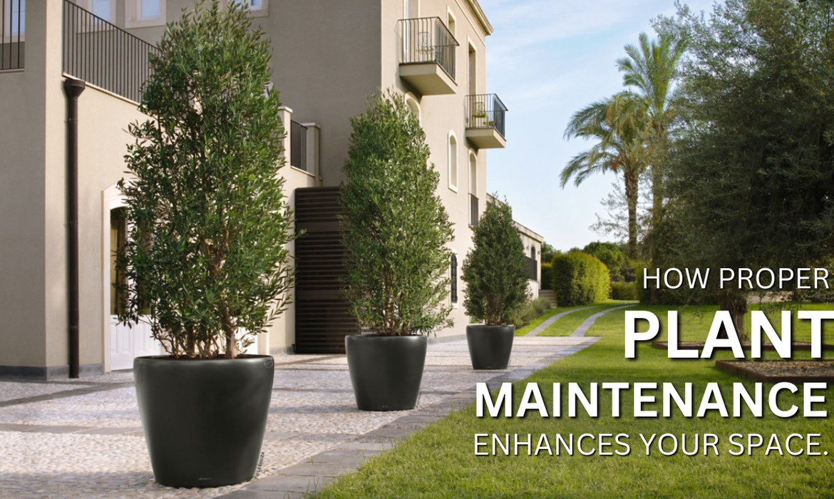 How Proper Plant Maintenance Enhances Your Space