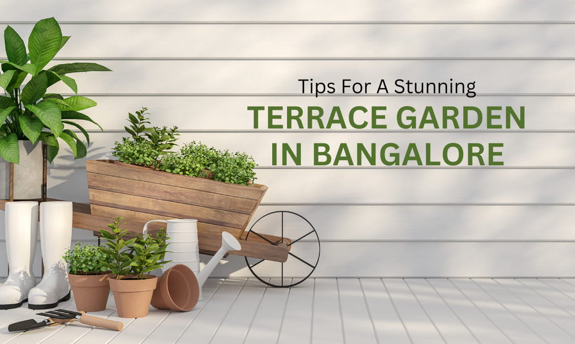 Tips For A Stunning Terrace Garden In Bangalore