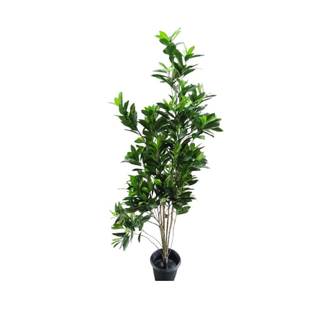 Ficus Pumila