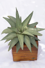 Wooden Square Medium Planter