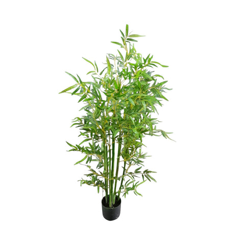 Bamboo