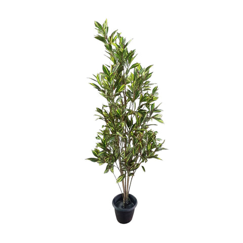 Ficus Varegated