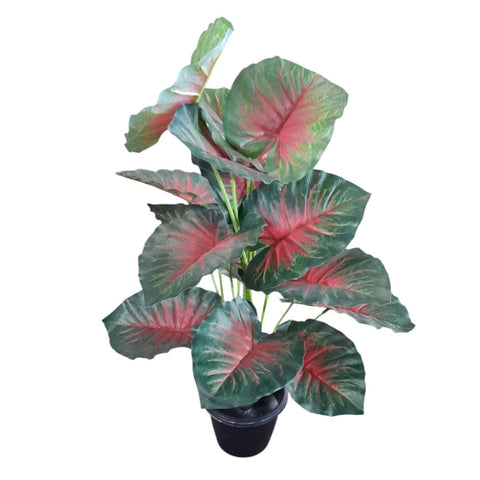 Caladium