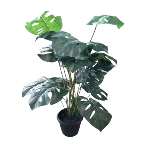 Monstera