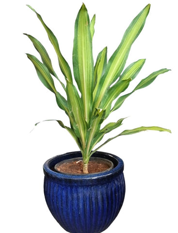 HNG Blue Planter (1200)