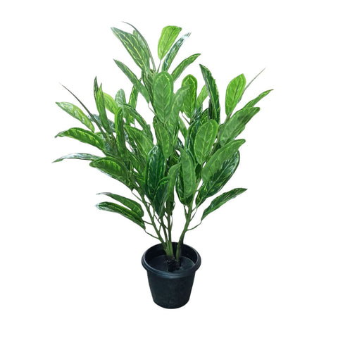 Assorted Croton