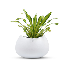 Clover FRP Rough Texture Planter