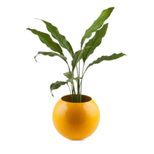 Circle of Life Desk Planter