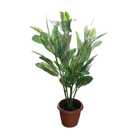 Assorted Croton