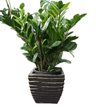 Ceramic Grey Pot