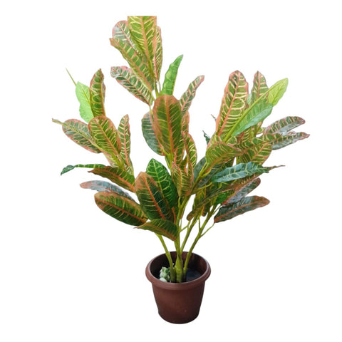 Croton