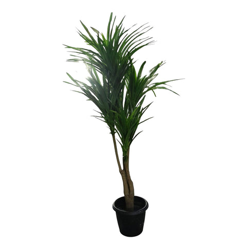 Yucca