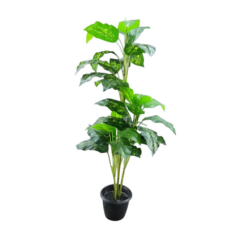 Diffenbachia