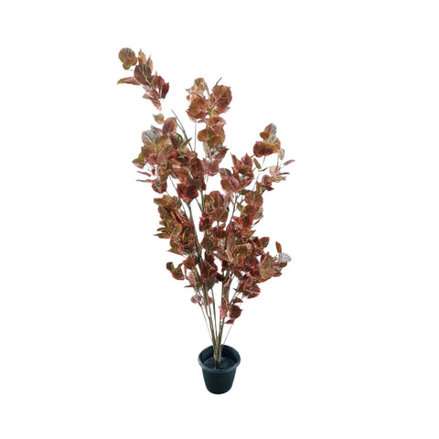 Ficus Rogot Rurple