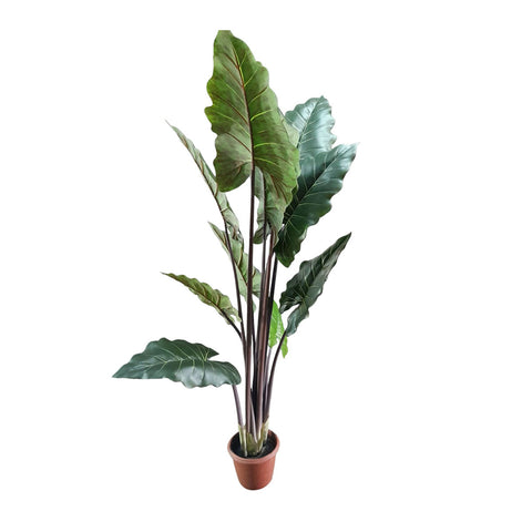 Alocasia
