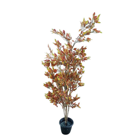Ficus Red Potted