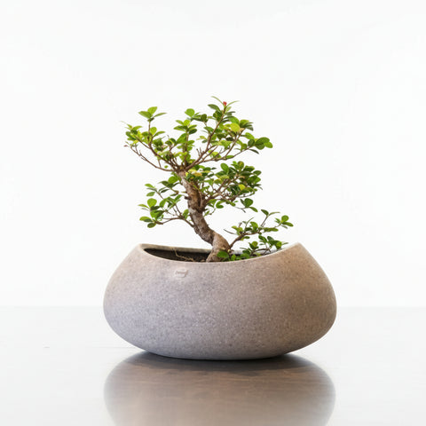 Fibre Pots_BOAT PLANTER