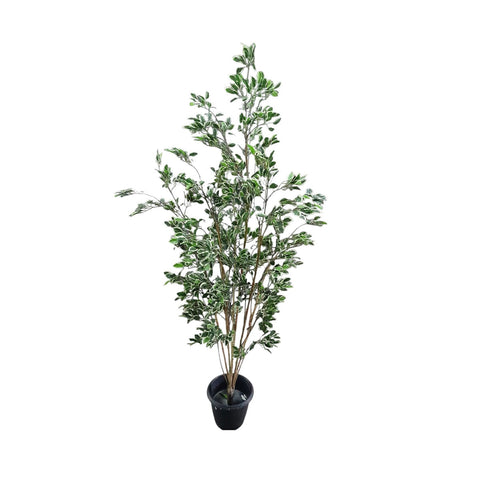 Croton P