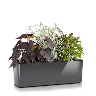 Lechuza Green Wall Home Kit (Charcoal) Self-Watering Planter