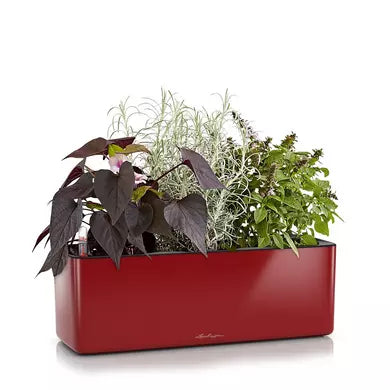 Lechuza Green Wall Home Kit Scarlet Self-Watering Planter