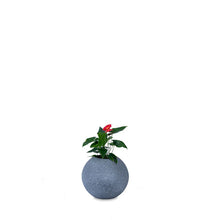 Cosmos Round FRP Planter