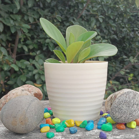 Stylish Multi-Colored Fibre Pots for Modern Gardening