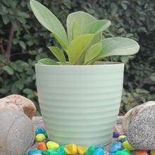 Stylish Multi-Colored Fibre Pots for Modern Gardening