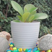 Stylish Multi-Colored Fibre Pots for Modern Gardening