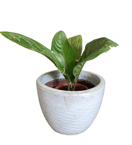 Ceramic Pot White ceramic (3001)