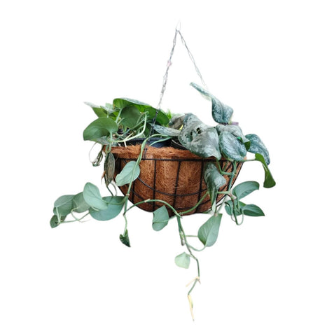 Coco Hanging Basket